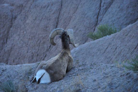 Cabra montanhesa descansa em platô no Badlands National Park, em South Dakota, nos Estados Unidos